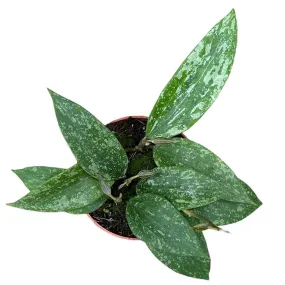 10 - 15cm Hoya Rangsan House Plant 10,5 cm Pot