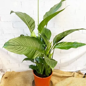 100 - 120cm Spathiphyllum Peace Lilly 24cm Pot House Plant