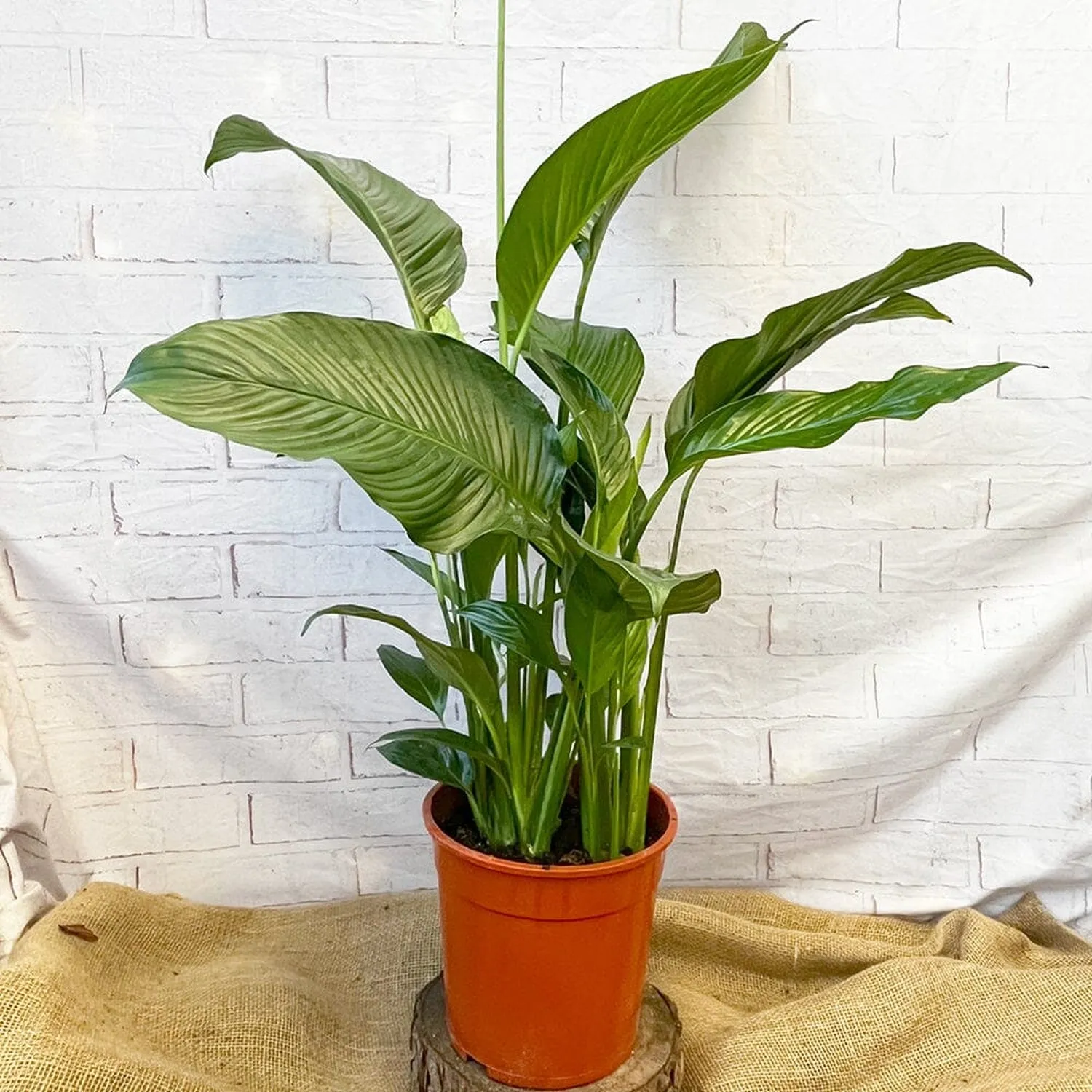 100 - 120cm Spathiphyllum Peace Lilly 24cm Pot House Plant