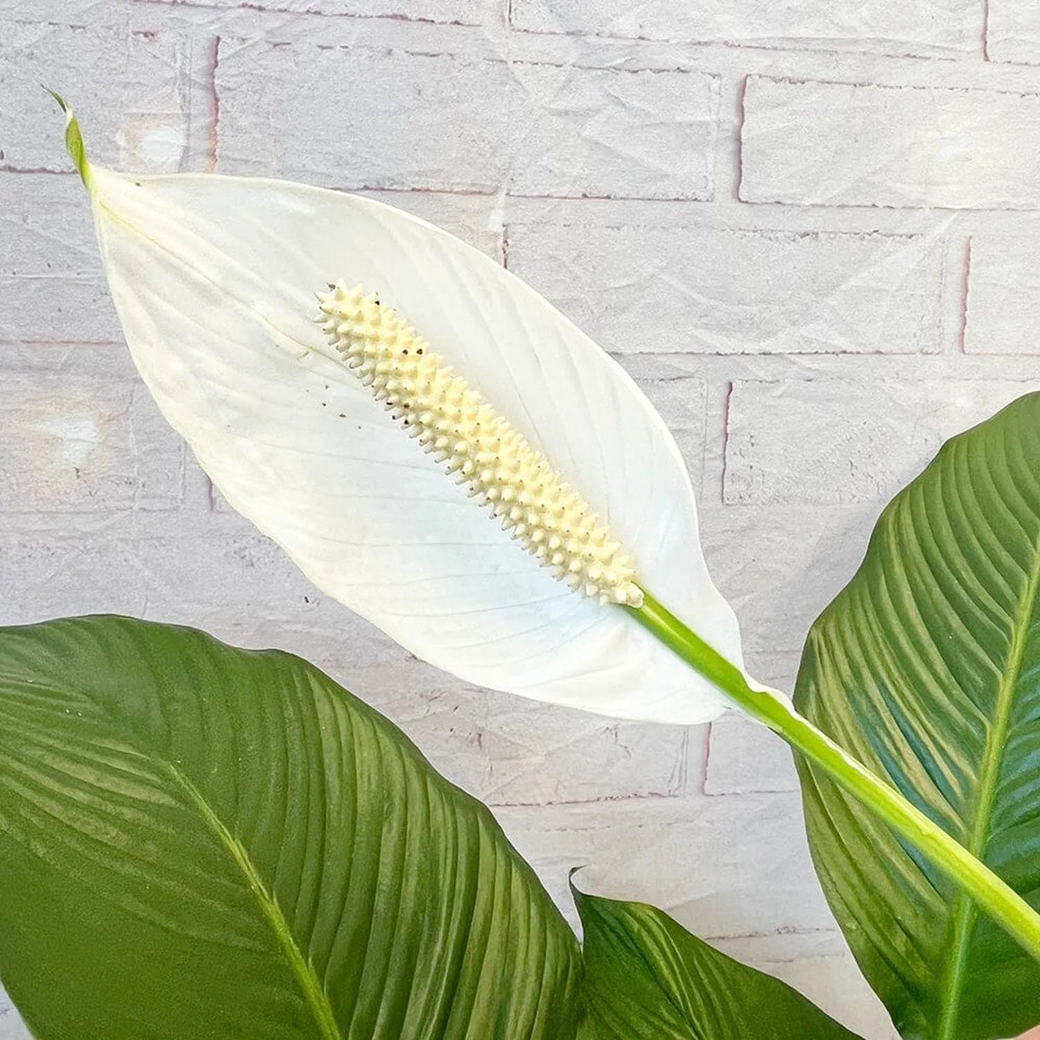 100 - 120cm Spathiphyllum Peace Lilly 24cm Pot House Plant