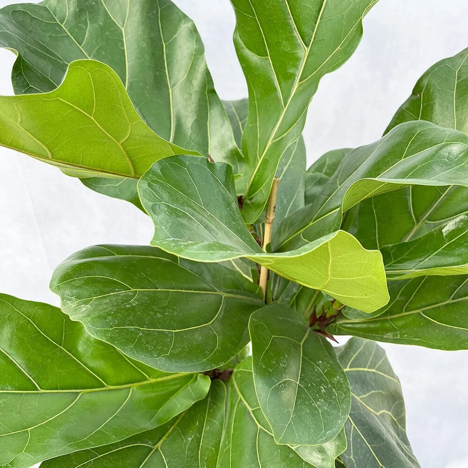 120 - 140cm Ficus Lyrata Tree  Fiddle Leaf Fig 24cm Pot House Plant