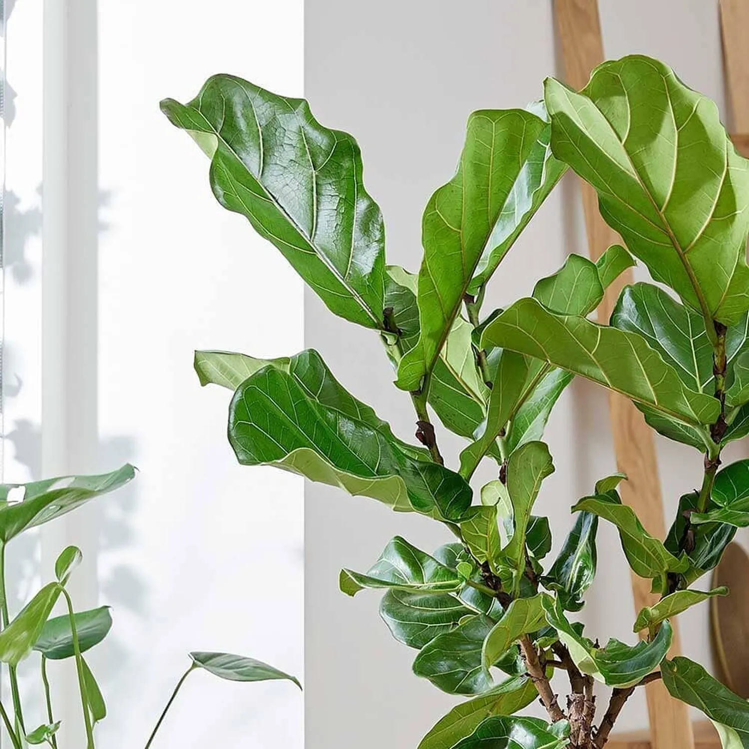 120 - 140cm Ficus Lyrata Tree  Fiddle Leaf Fig 24cm Pot House Plant