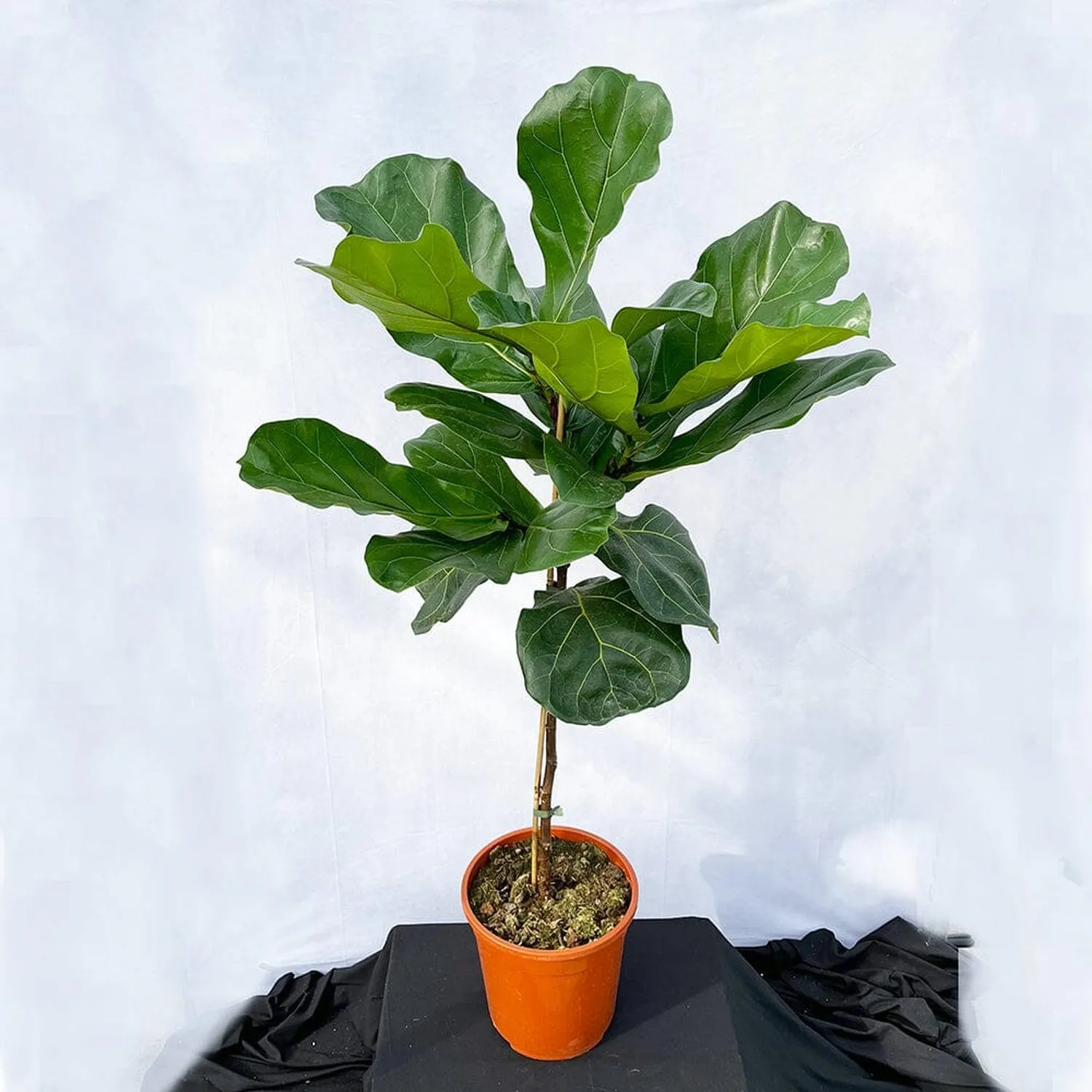 120 - 140cm Ficus Lyrata Tree  Fiddle Leaf Fig 24cm Pot House Plant