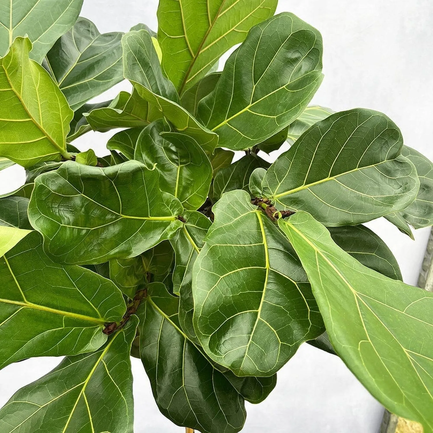 120 - 140cm Ficus Lyrata Tree  Fiddle Leaf Fig 24cm Pot House Plant