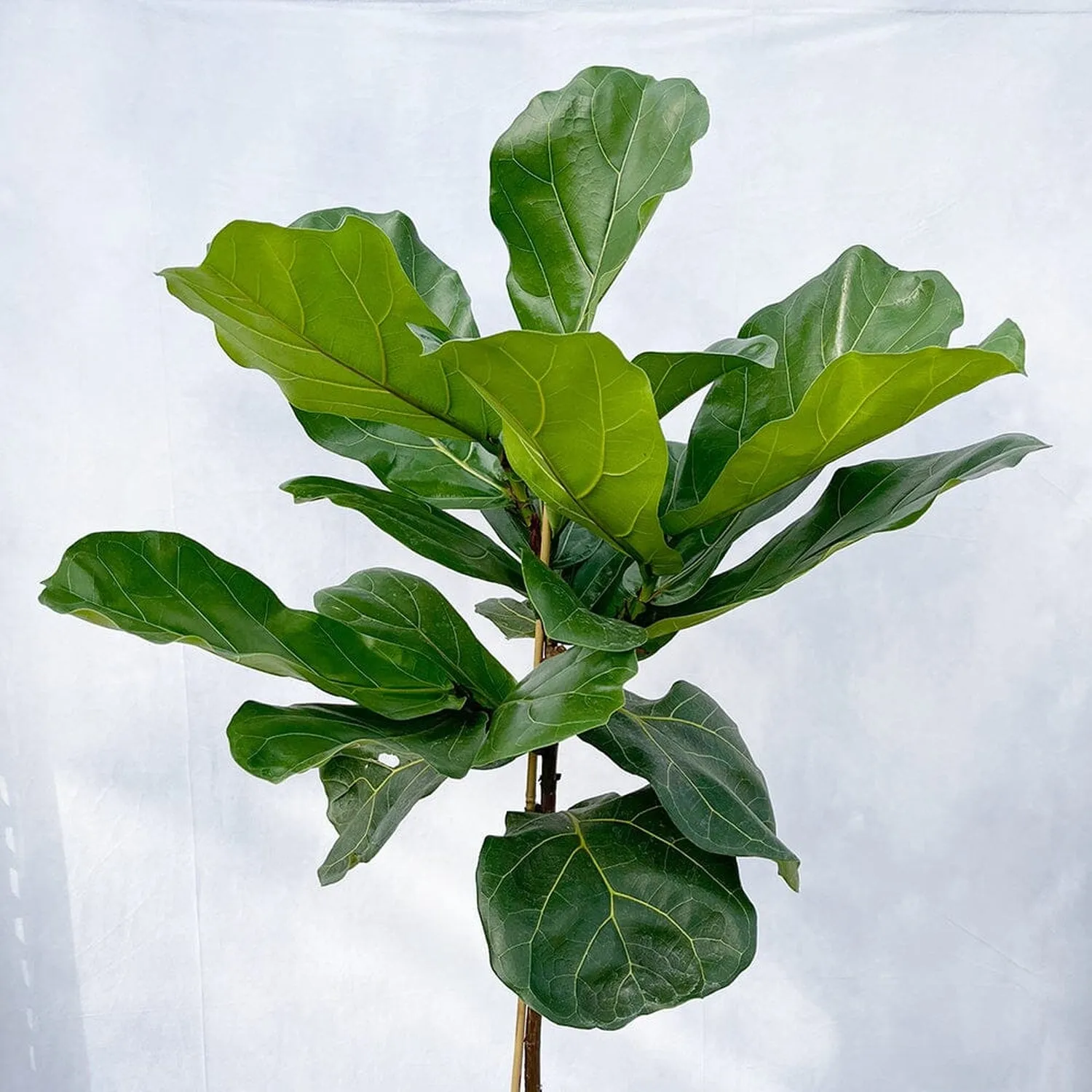 120 - 140cm Ficus Lyrata Tree  Fiddle Leaf Fig 24cm Pot House Plant