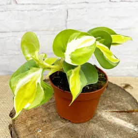 15 - 25cm Philodendron Cream Splash Pothos 10cm Pot House Plant