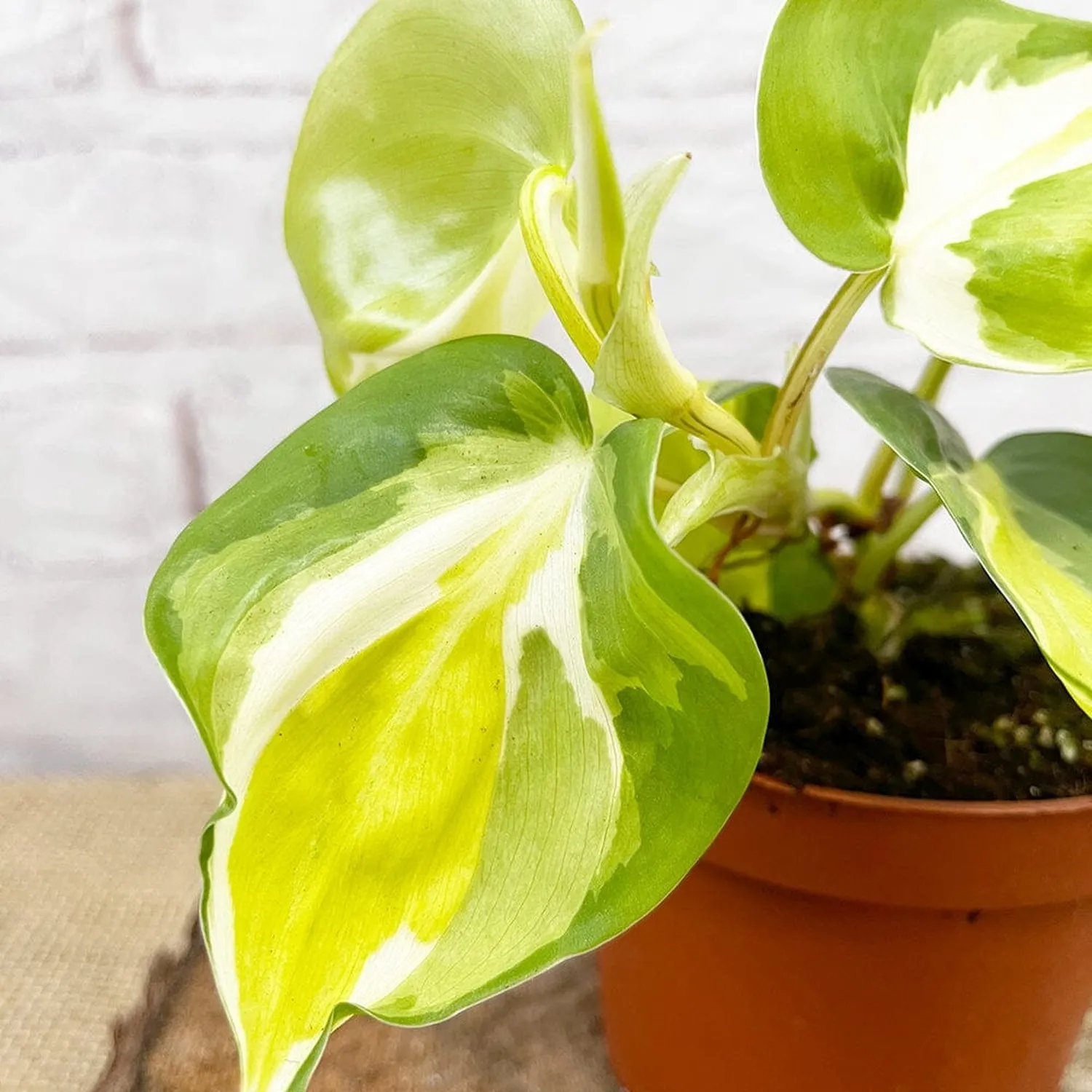 15 - 25cm Philodendron Cream Splash Pothos 10cm Pot House Plant