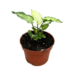 15 cm  Syngonium Mouse Ears House Plant 10,5 cm Pot