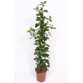 150 - 180cm Ficus Natalensis Trinova 27cm Pot House Plant